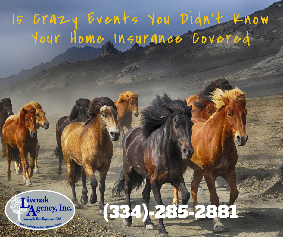 Image of horses running in a herd, headline reads "15 Crazy Events You Didn't Know Your Home Insurance Covered" with Liveoak Agency logo and phone number.
