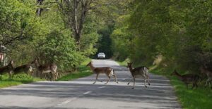 Deer post image, six deer running in a line across a street.
